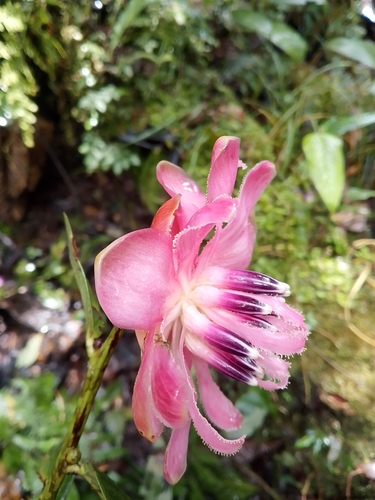 Cavendishia adenophora, photograph 2