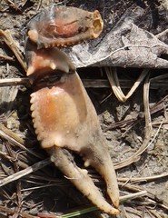 Procambarus steigmani