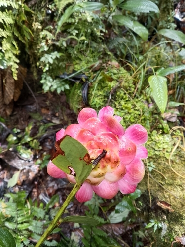 Cavendishia adenophora, photograph 3