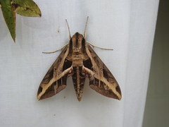 Eumorpha vitis fuscatus