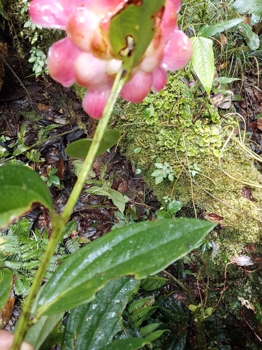Cavendishia adenophora, photograph 4