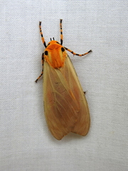 Halysidota leda