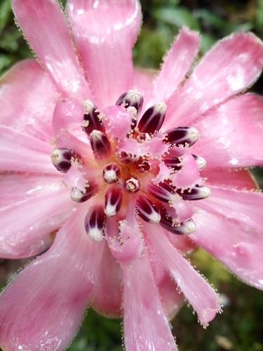 Cavendishia adenophora, photograph 5