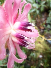 Cavendishia adenophora, photograph author not stated, no rights reserved