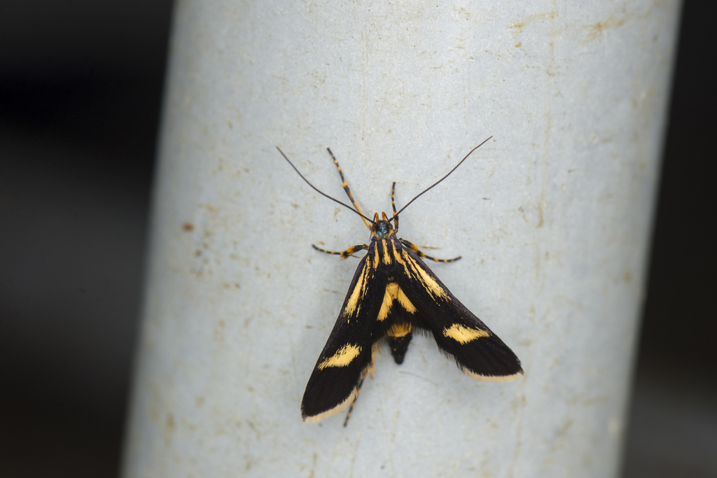 Lysipatha