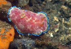 Goniobranchus albopunctatus
