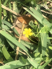 Oxalis texana