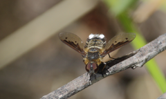 Chrysanthrax semilugens
