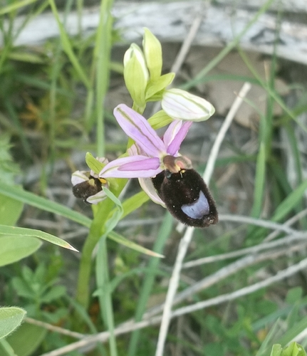 Bertoloni's bee orchid (Ophrys bertolonii)