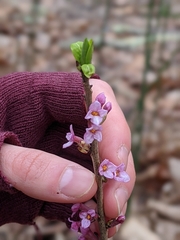 Daphne mezereum