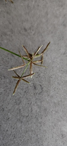 Cyperus flavidus iNat (3)