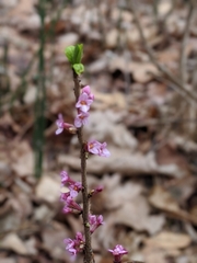Daphne mezereum