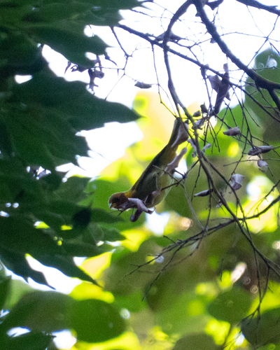 Rufous-headed Tanager (Hemithraupis ruficapilla), photo 5