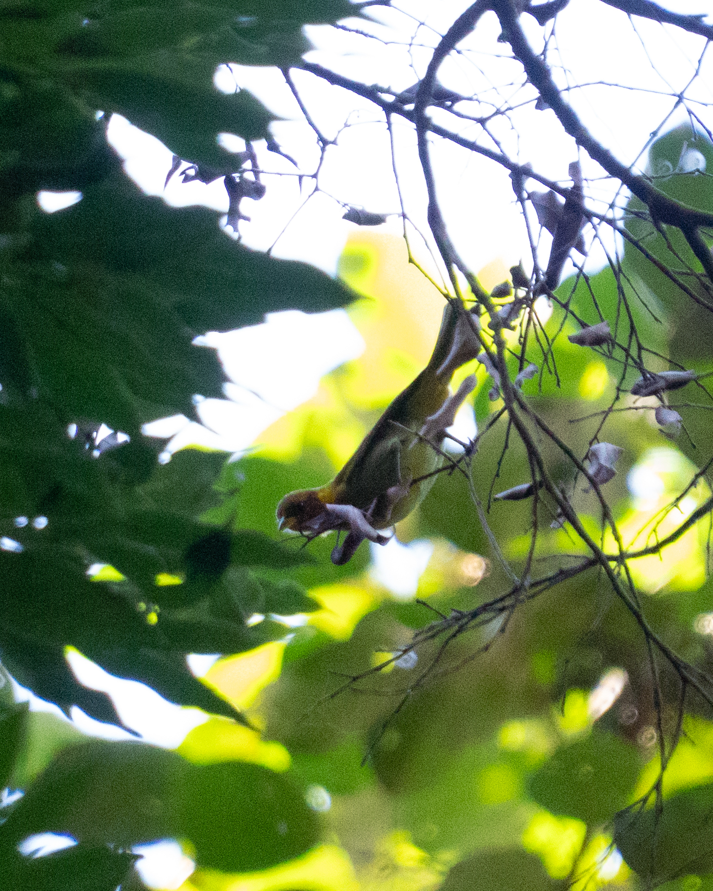 Rufous-headed Tanager (Hemithraupis ruficapilla), photo 8