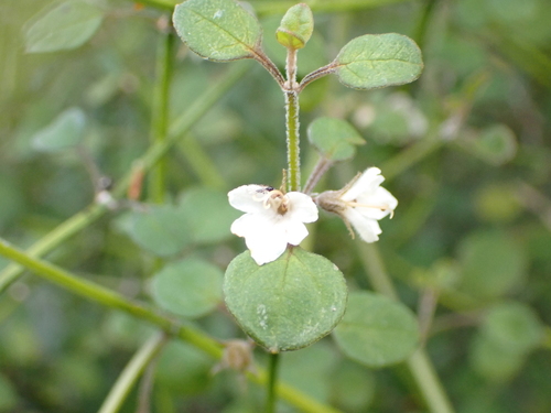 Teucrium parvifolium, photograph 2