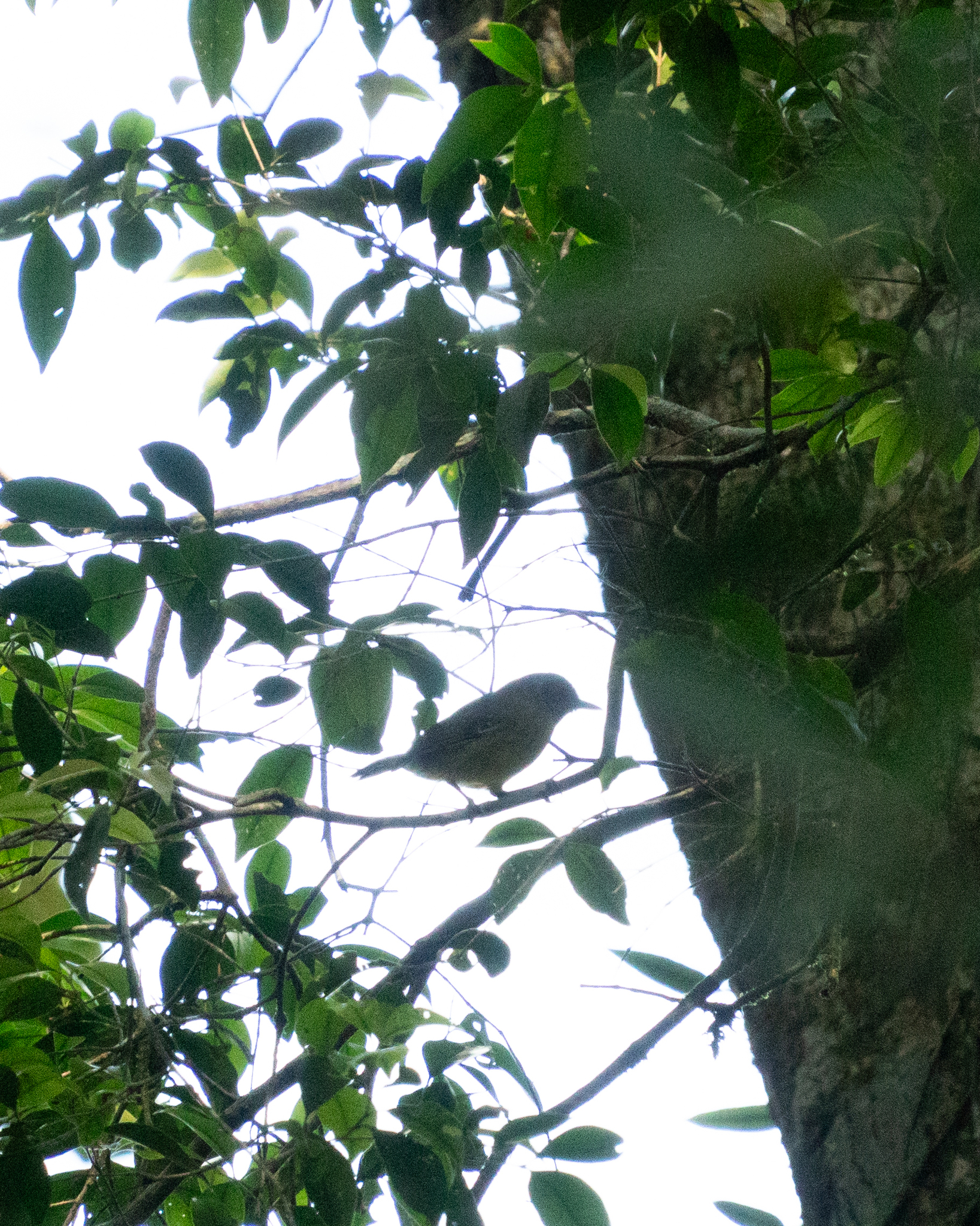 Spot-breasted Antvireo (Dysithamnus stictothorax), photo 10