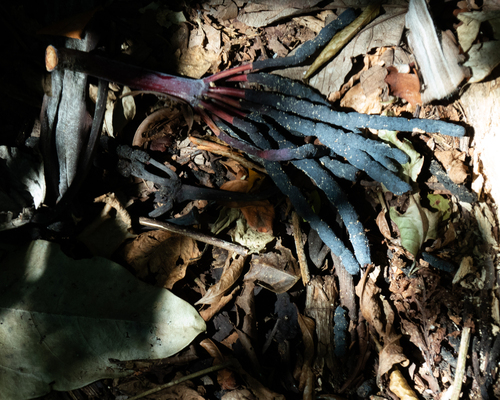 Cecropia hololeuca, photograph 5