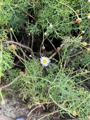 Argyranthemum foeniculaceum