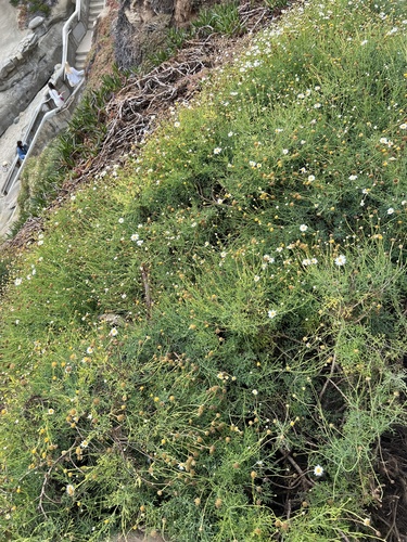 Argyranthemum foeniculaceum, photograph 2
