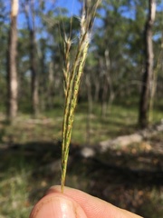 Bothriochloa decipiens