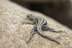 Microlophus quadrivittatus