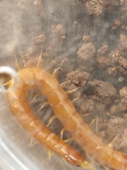 Scolopocryptops peregrinator