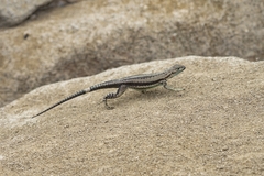 Microlophus quadrivittatus