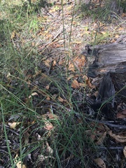 Bothriochloa decipiens