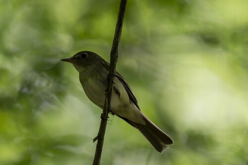 Acadian Flycatcher (Empidonax virescens), photo 4