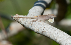 Anolis jubar albertschwartzi