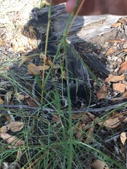 Bothriochloa decipiens