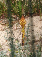 Orobanche densiflora