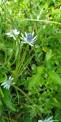 Eryngium phyteumae