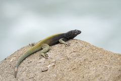 Microlophus quadrivittatus