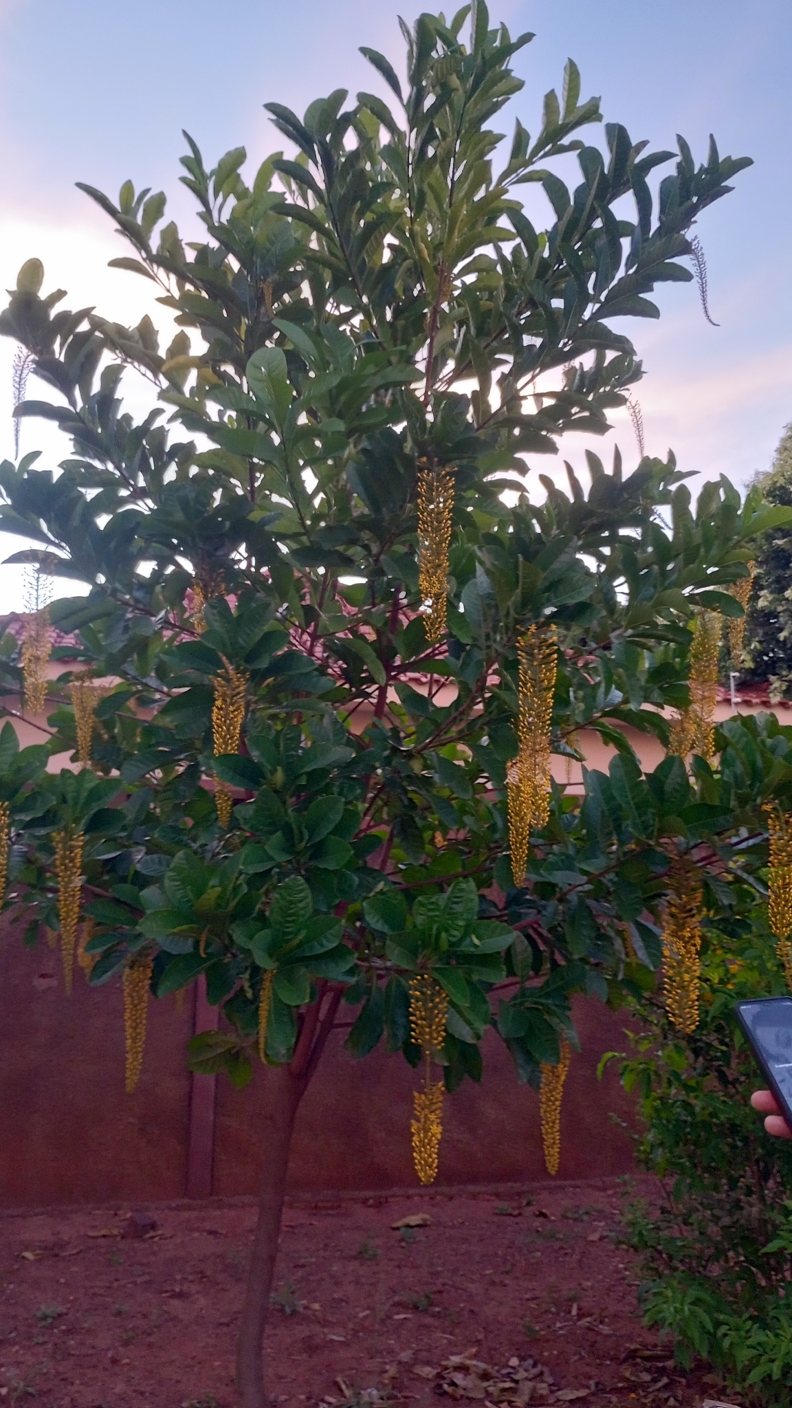 Lophanthera lactescens