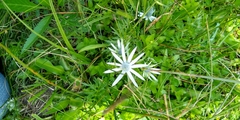 Eryngium phyteumae