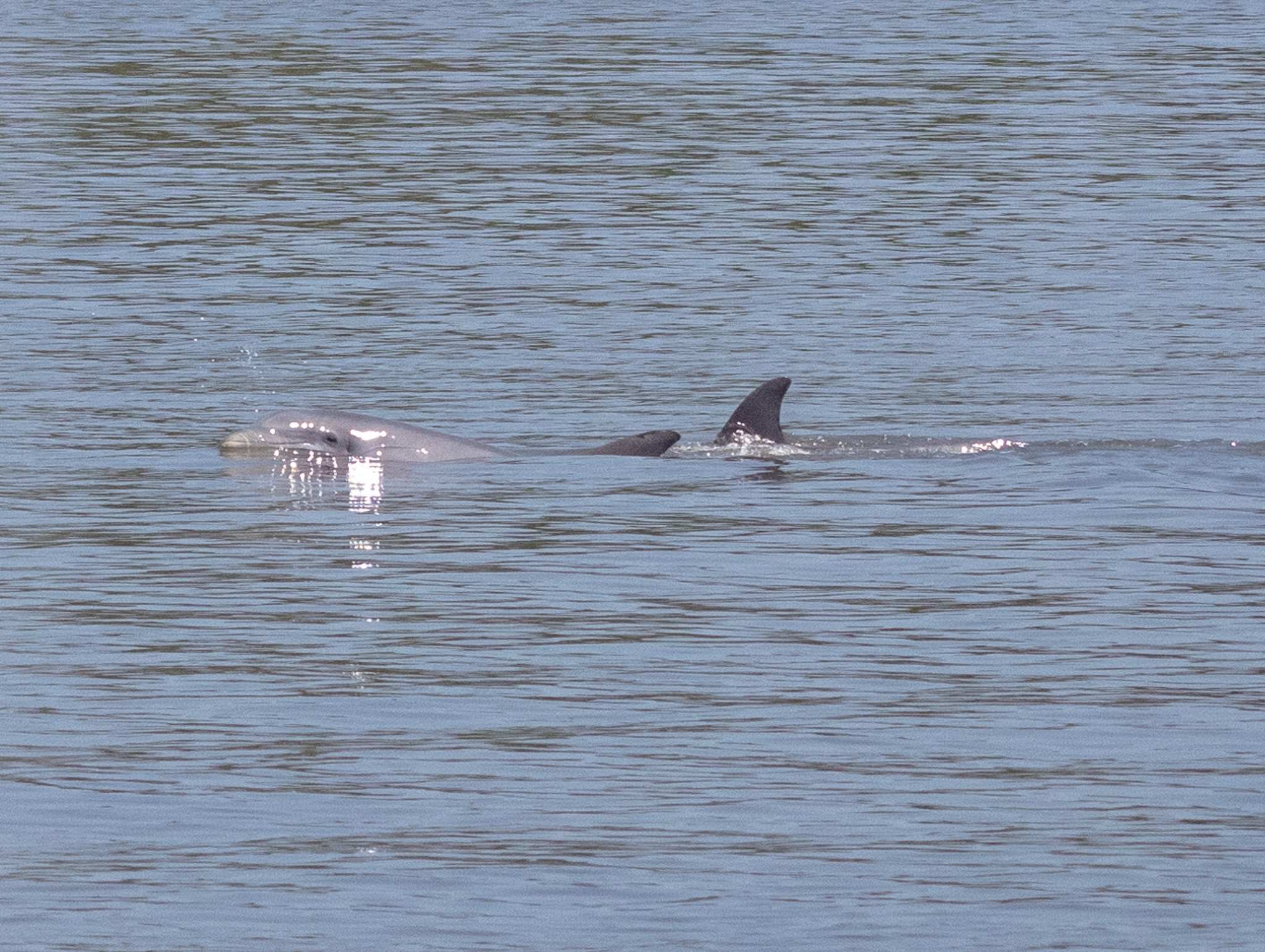 Tursiops erebennus