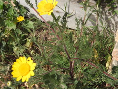 Anacyclus radiatus
