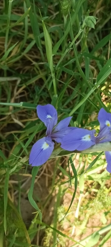 Moraea sisyrinchium, photograph 4