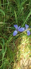 Moraea sisyrinchium, photograph (c) Gianluca Congi🪶🦆🌲, some rights reserved (CC BY-SA)