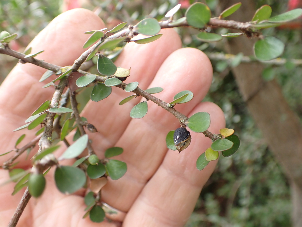 Pittosporum obcordatum; photograph (c) Mike Bowie, some rights reserved (CC BY)
