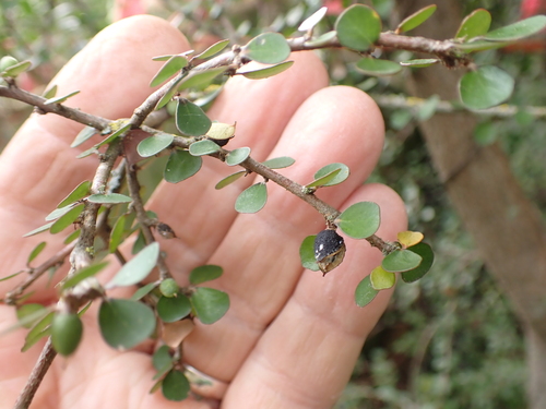 Pittosporum obcordatum