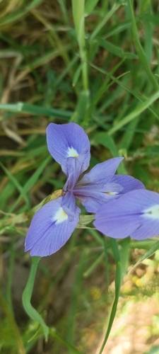 Moraea sisyrinchium, photograph 6