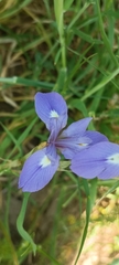 Moraea sisyrinchium, photograph (c) Gianluca Congi🪶🦆🌲, some rights reserved (CC BY-SA)