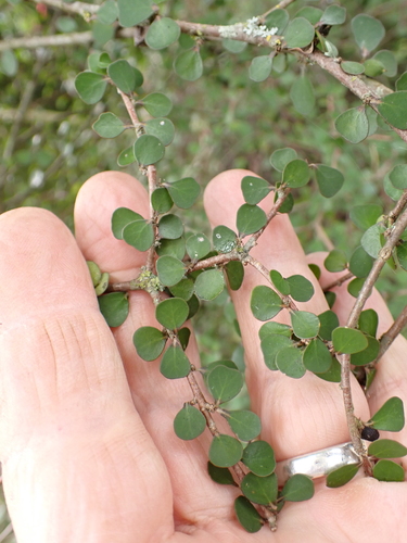 Pittosporum obcordatum, photograph 1