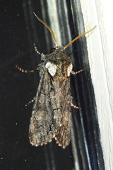 Psaphida thaxterianus