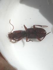 Stenomorphus californicus