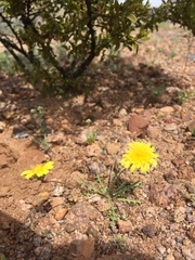 Malacothrix fendleri