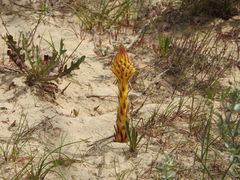 Orobanche densiflora