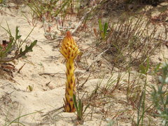 Orobanche densiflora